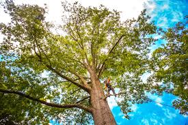Best Palm Tree Trimming  in Winfield, IA