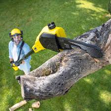 Best Tree Mulching  in Winfield, IA