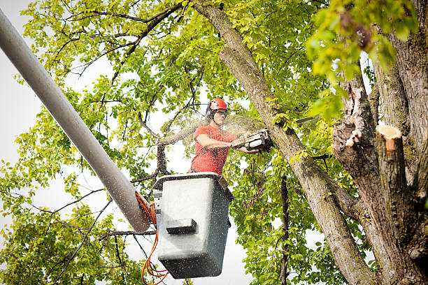 Best Firewood Processing and Delivery  in Winfield, IA